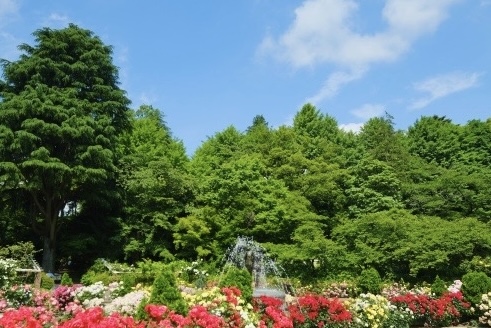市川の風景